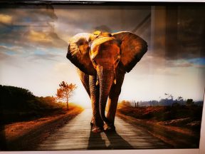 Glasschilderij olifant